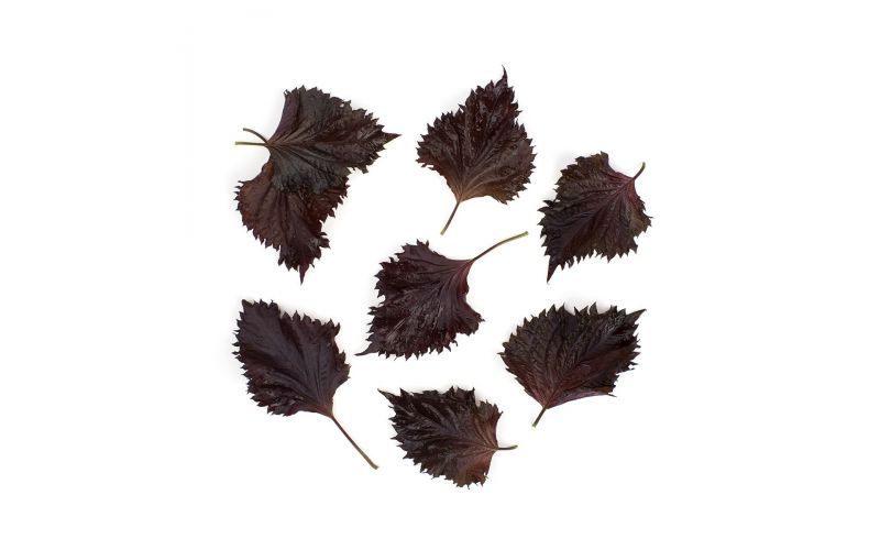 Red Shiso Leaves